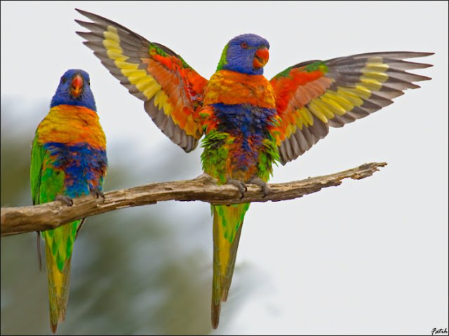 Amazing Nature with Cu...
