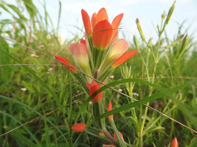 Indian Paintbrush flower (Castilleja coccinea) macro profile shot in green grass