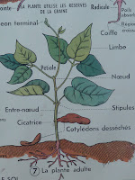  les plantes la graine ancienne affiche scolaire MDI