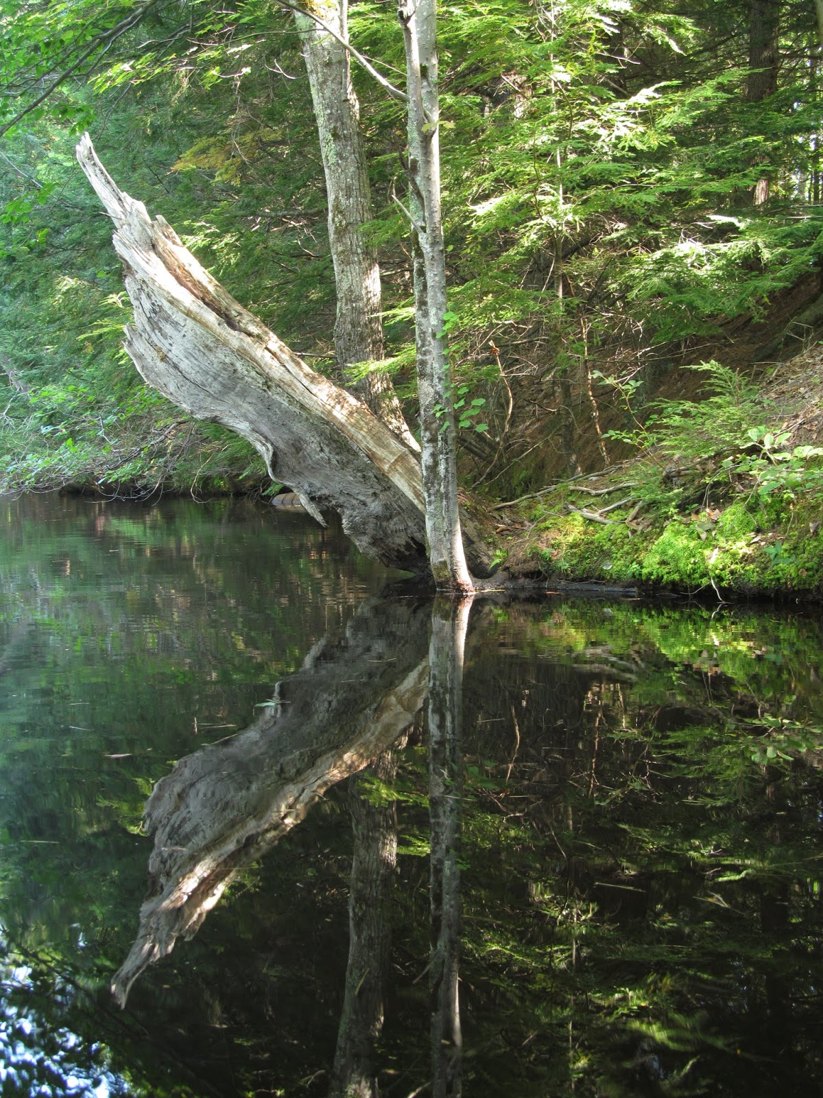 Recreational Kayaking in Maine Salmon Falls River, South Berwick, Maine/Rollinsford, New Hampshire