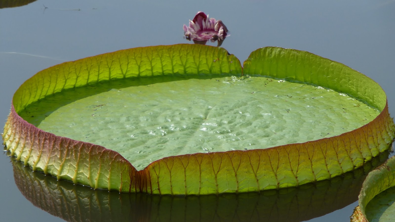 すべての美しい花の画像 最高2 月 5 日 誕生 花
