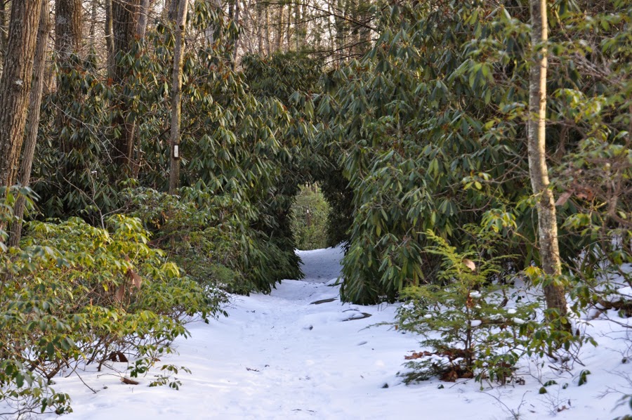Rhododendron tunnel