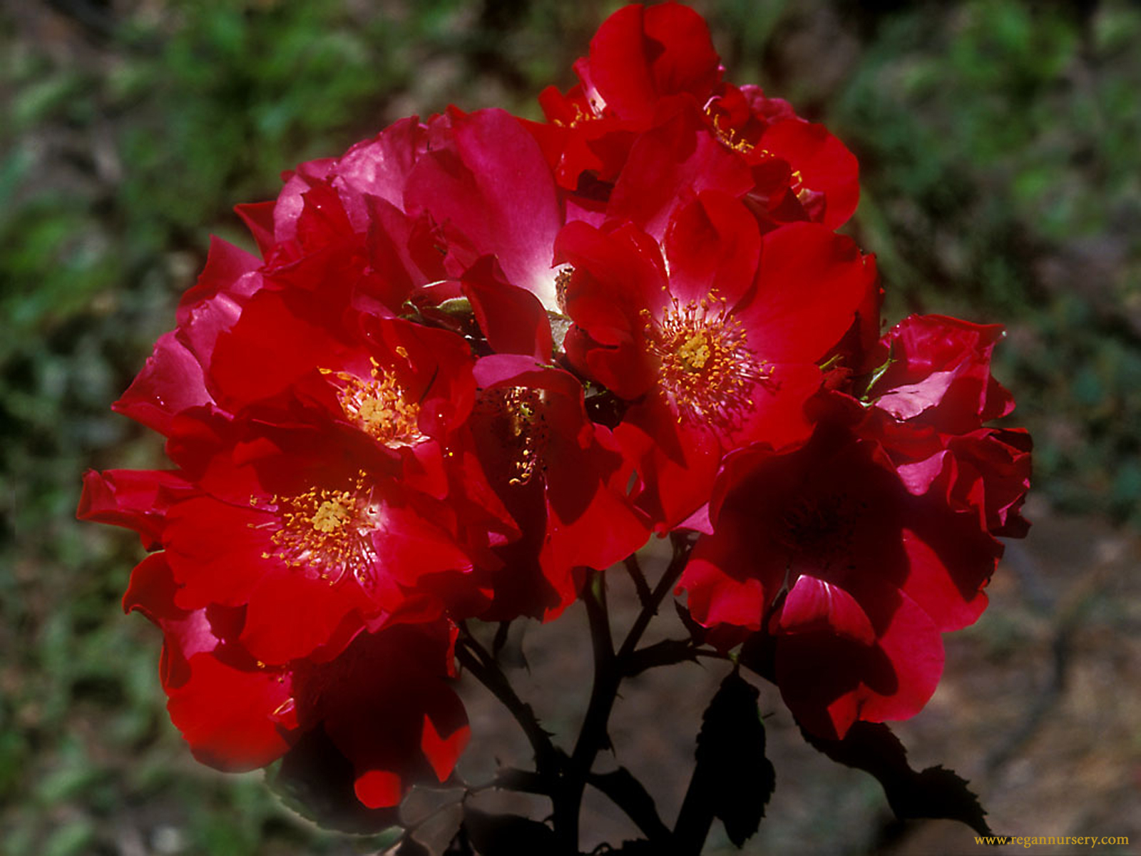 http://2.bp.blogspot.com/-6QijPM_ykIQ/ToYd8noLgjI/AAAAAAAAACw/wtNZoL_Le7c/s1600/free+rose+wallpaper+4.jpg