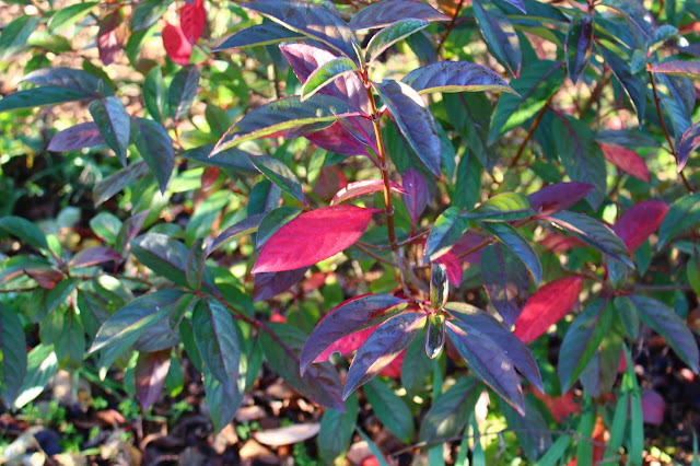 Plant Inventory At 20 Timothy Viburnum Bodnantense Dawn Viburnum