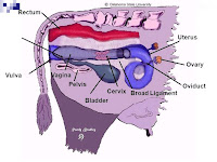 Cervix Diagram Cervix Diagram