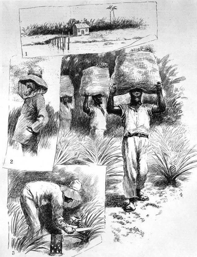 Shellbelle's Tiki Hut Pineapples in Florida History? What?