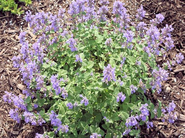 Woody Landscape Plants By Vickie Bartman Issuu