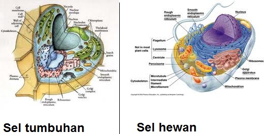 Sel Hewan dan Sel Tumbuhan - BIOGEM