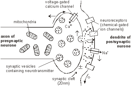 Kristin Mueller In Synapse International Guest Editor Philip