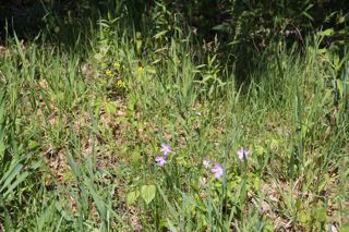 Spring wildflowers photo of Spring wildflowers
