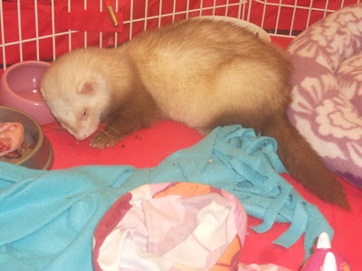 frettinäyttely ferret show Capital