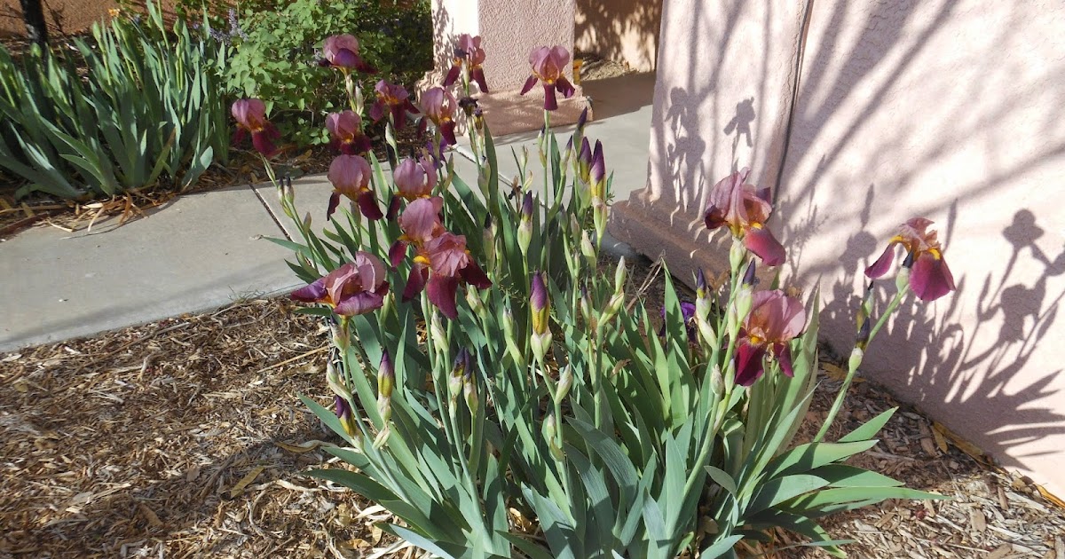 Iris Bloom Season Is Here!
