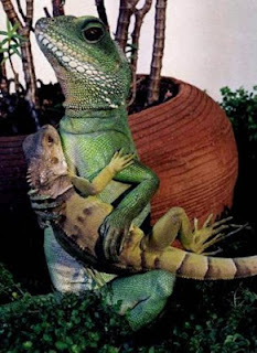 Iguana lizards Iguana lizards