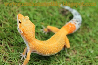Jual Gecko Murah, Gecko Indonesia