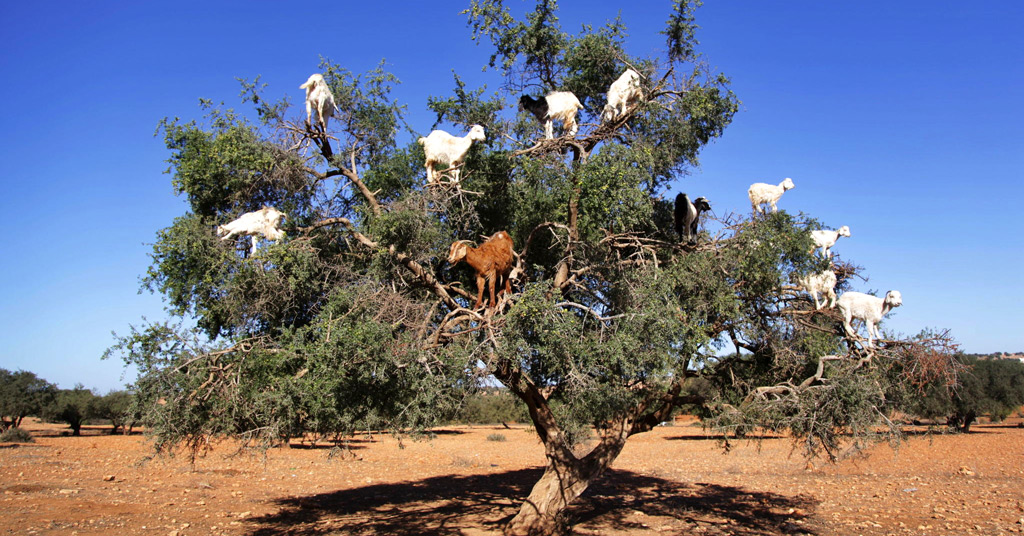 Namoro canção nova