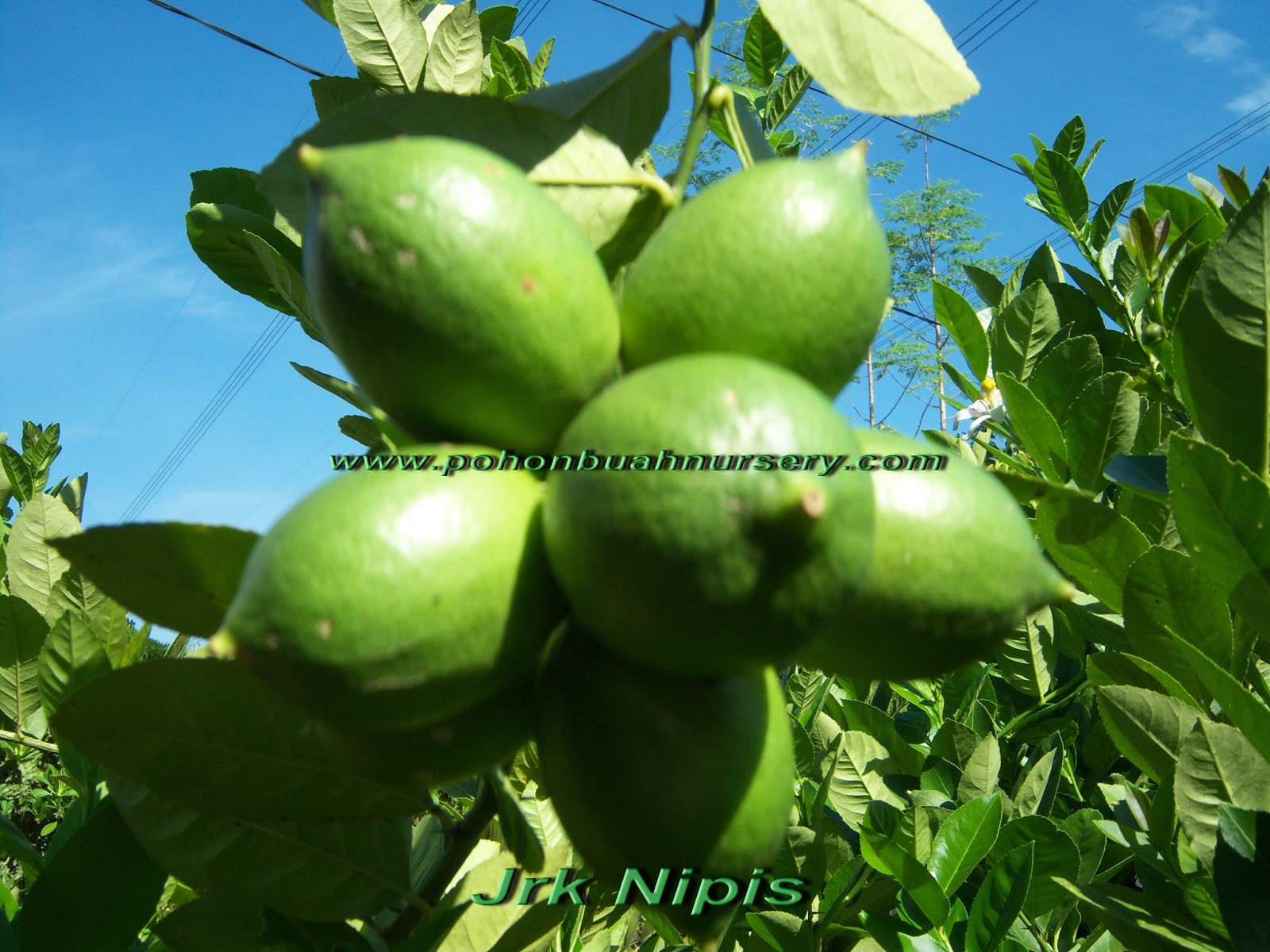 pbn jrk nipis lokal pbn jrk nipis lokal