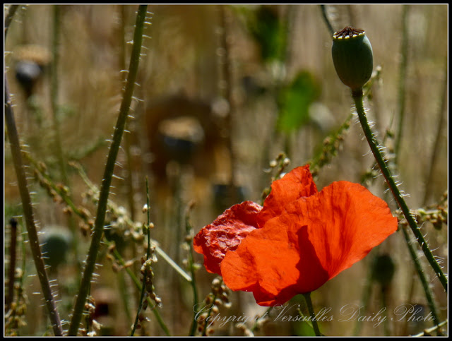 Coquelicot Domaine de Madame Elisabeth Versailles poppy