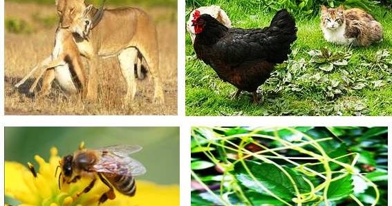 Biologiku Biologi Kita Pola Pola Interaksi Dalam Ekosistem