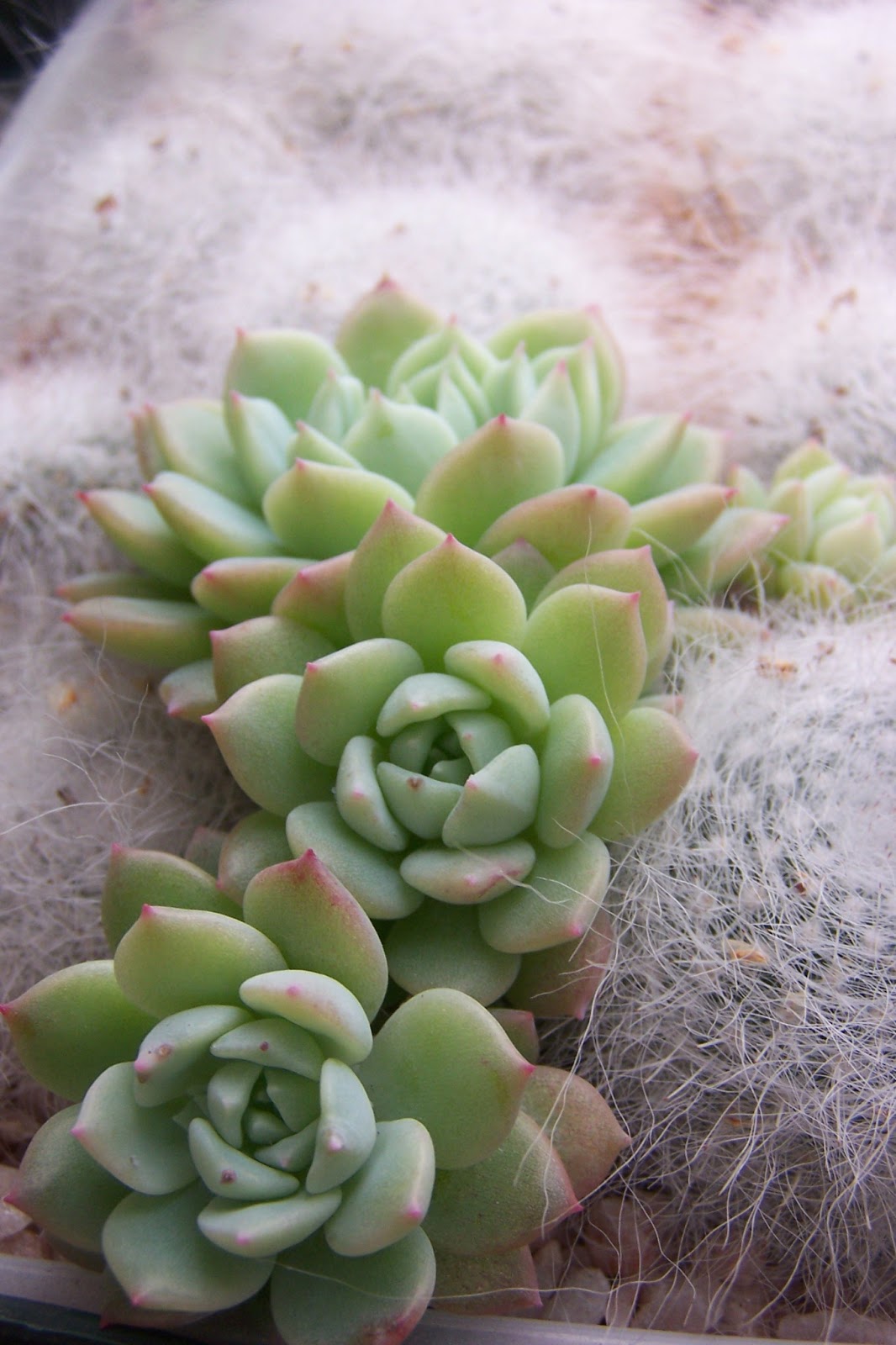 Oregon Cactus Blog Interesting Companions