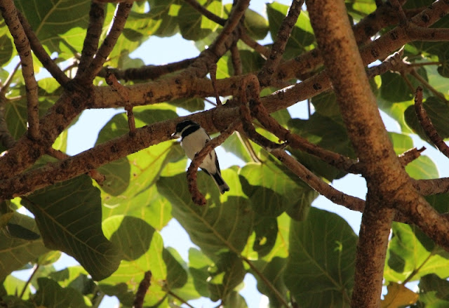 Black-Headed Batis (Batis minor) Black-Headed Batis Ethiopia
