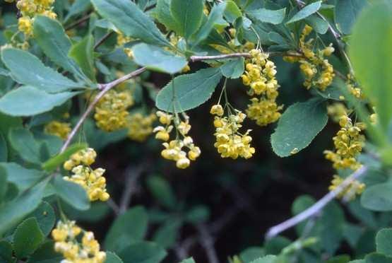 Zutika Simsirka Zvana I Trpkovina Berberis Vulgaris L