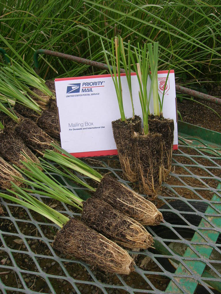 The Vetiver Grass Direction Finder Plants, Vetiver, Planting zone