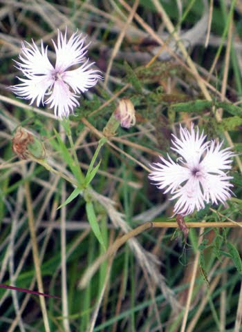 Dianthus monspessulanus (Garofano di Montpellier)