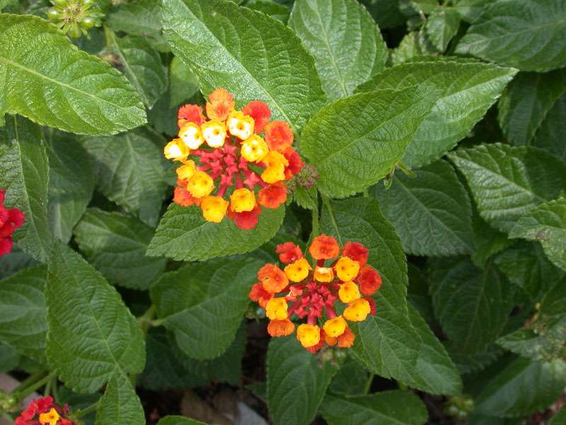 Lantana Flowers