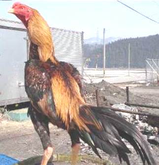 Postur Ayam Bangkok Tegak Mengalir Ayambangkokvip Super Berkelas Postur Ayam Bangkok Tegak Mengalir Ayambangkokvip Super Berkelas