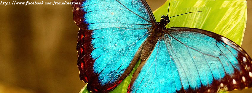 Nh T B N Funny Facebook Timeline Profile Cover Fb Covers kootation
