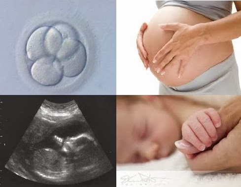 Merry Christmas! The Miracle of Human Growth and Development - Embryo