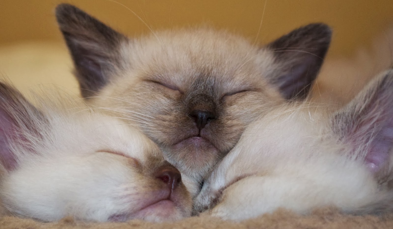 Balinese Siamese Kittens in Northern California to be born in ... Balinese Siamese Kittens in Northern California to be born in ...