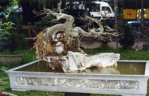 Cach+Tao+Chu+Ky+DEP Cach Tao Chu Ky DEP http://kythuatnuoitrong.com/cach-tao-dang-cay-sanh ...