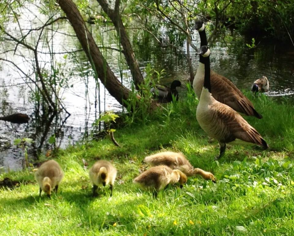 Quincy Runner Scenes from a long run Turners Pond, Milton, MA 5/26/13