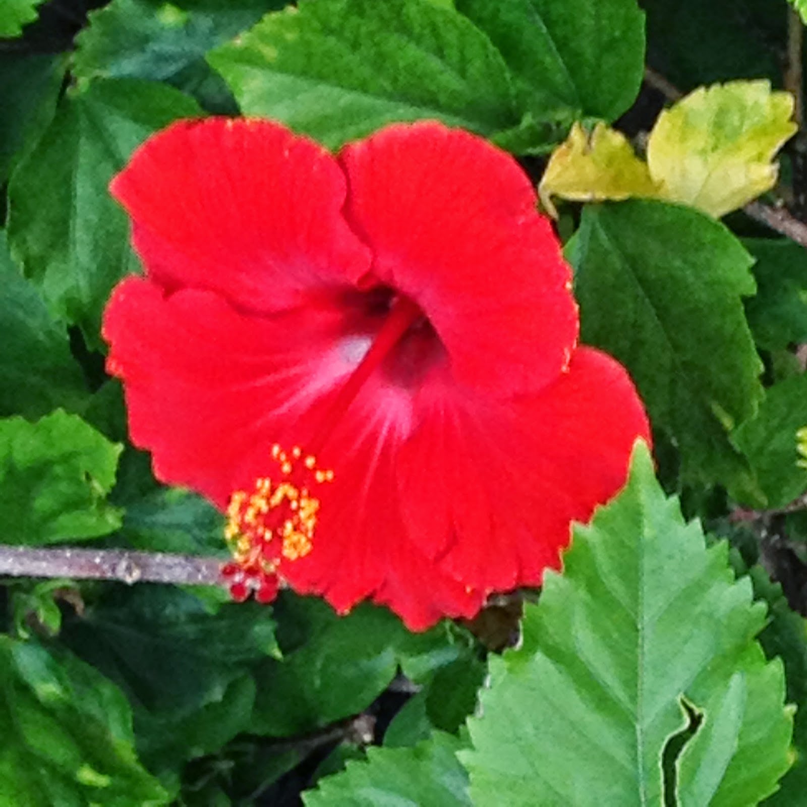 Tabby Talk Flowers in Maui