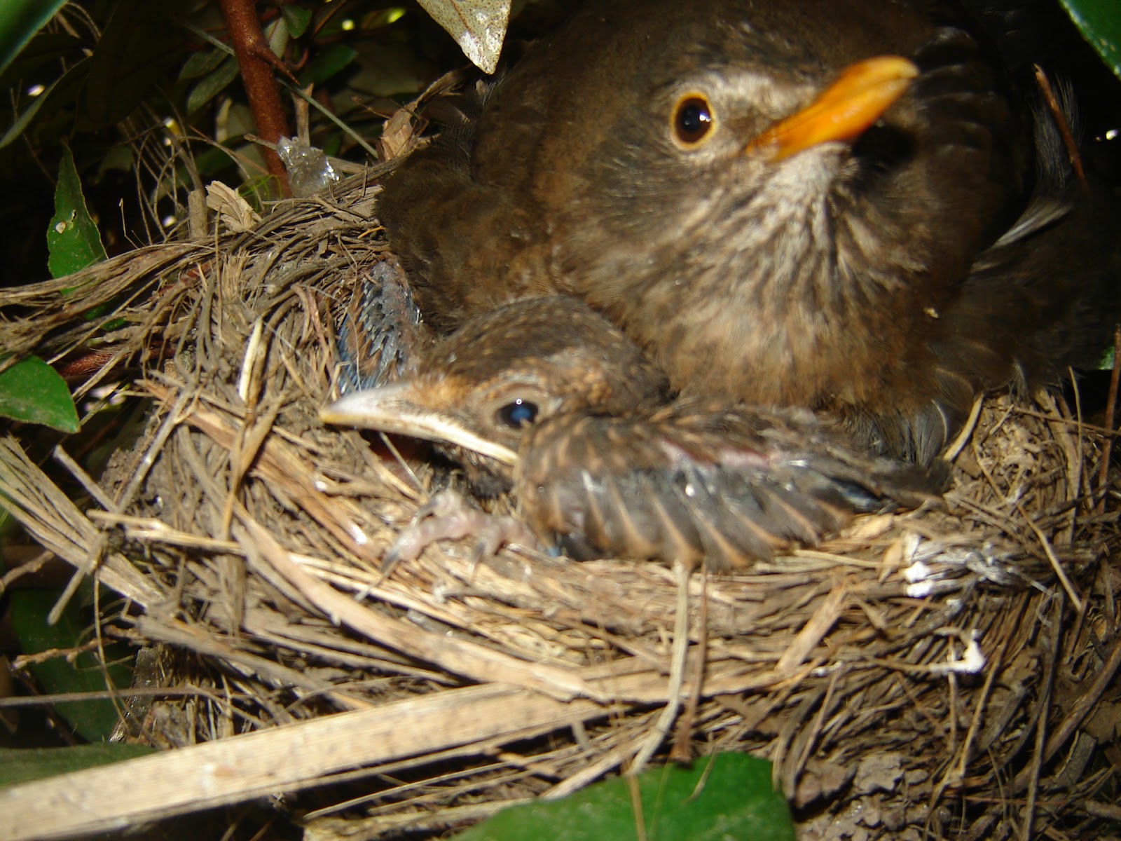 Grade 3A Chaffer The Birds Nest