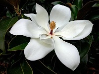 [Image: magnolia-tree-flowers-s.jpg]