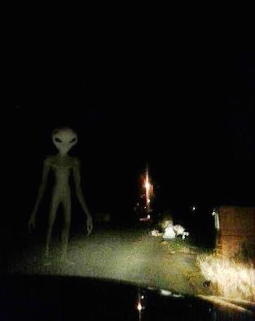 Real Alien Real Alien Caught Going Through People's Garbage, UFO Sightings