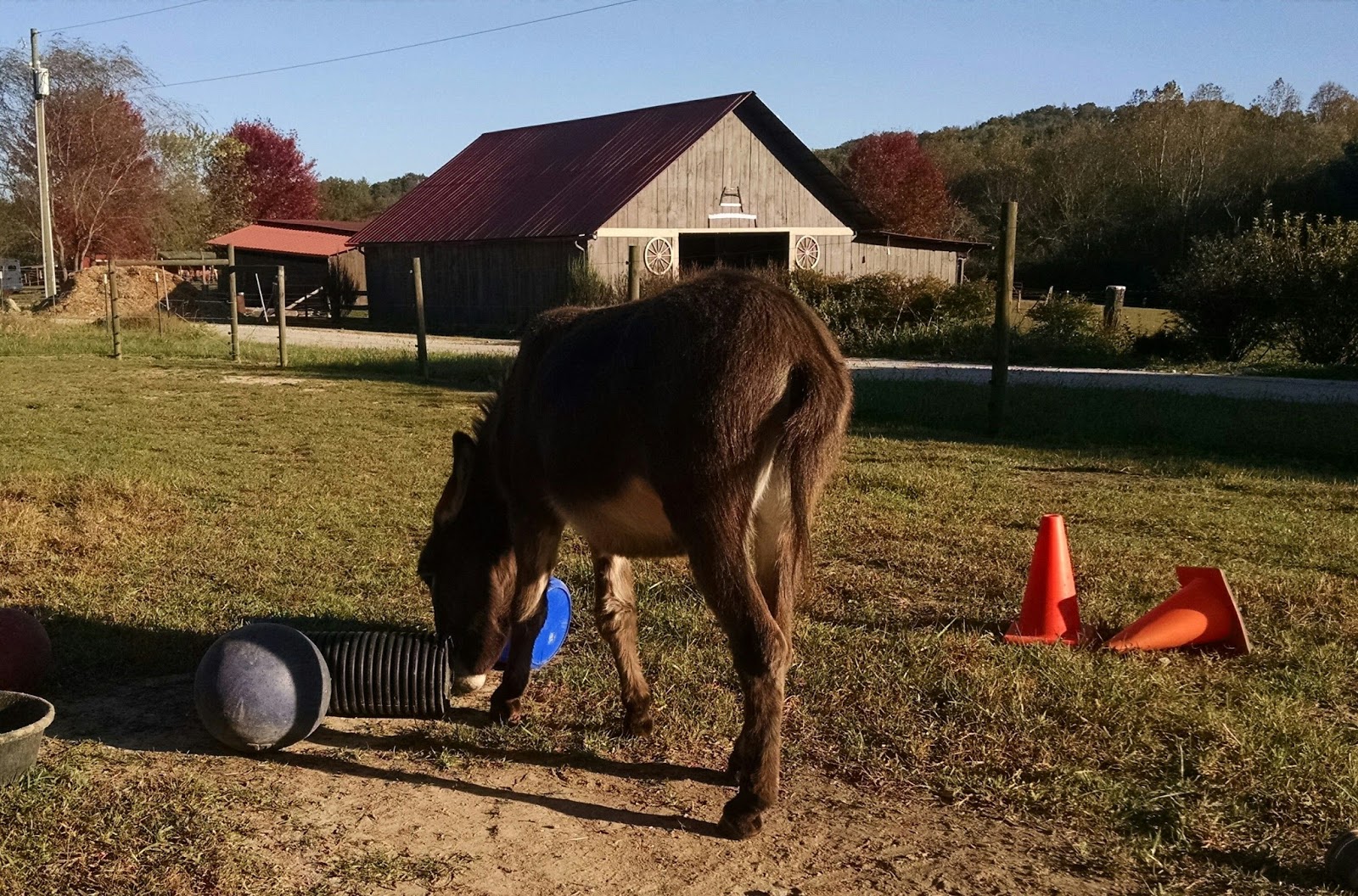 Our Tiny Farm in Western NC Pictures of Our MiniDonkeys