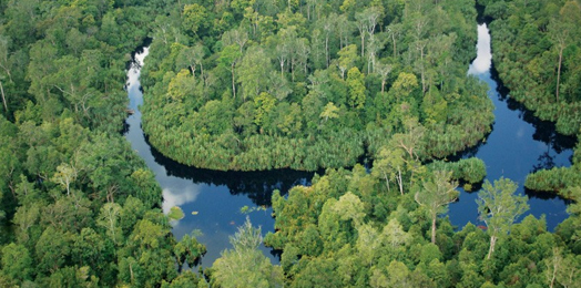 Hutan Kalbar yang perlu dilestarikan dan dijaga