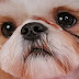 SEU CACHORRO COSTUMA TER REMELA NOS OLHOS? ISSO PODE SER UMA GRAVE DOENÇA