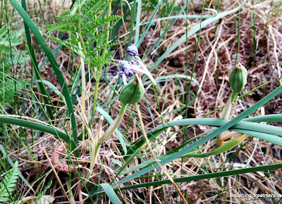 Iris hartwegii australis (Southern Hartweg's Iris)
