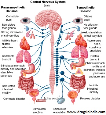 C.N.S, Cetral nervous system, brain and spinal cord