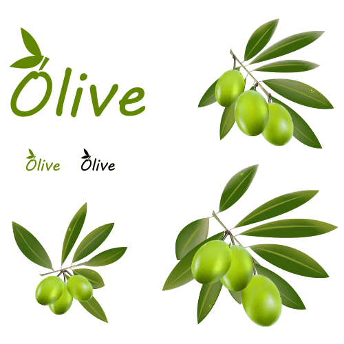 Aceitunas y hojas de olivo - vector