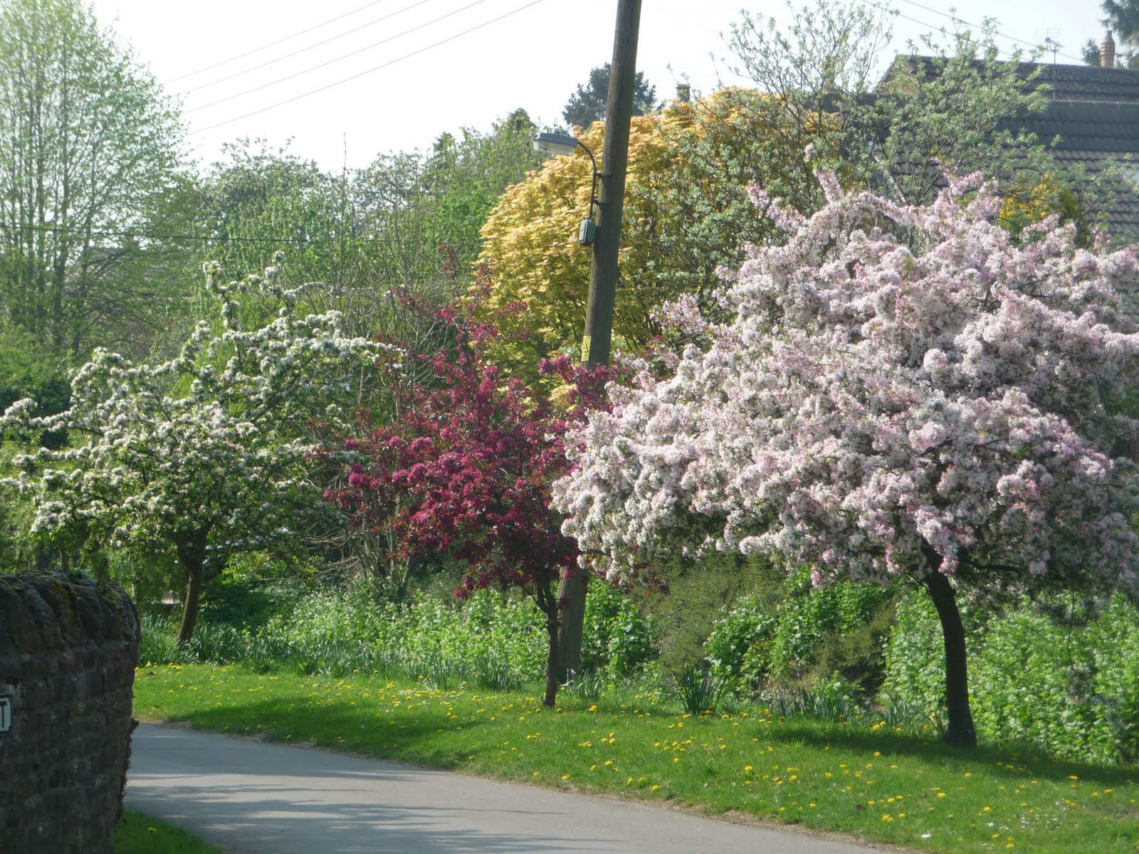 Flowering Pink Almond Bush