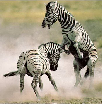 Zebras live together on the African plains in large herds often with or