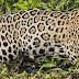 Fotos espetaculares de um jaguar caçando