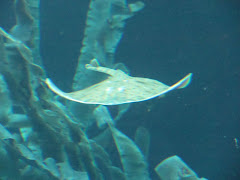 A nice Ray that you spotted at the Biodome!