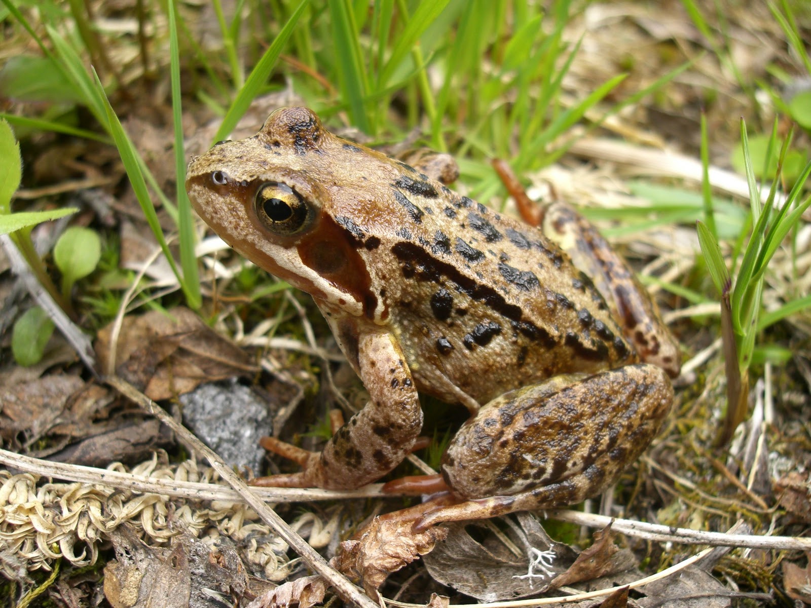 Common Frog