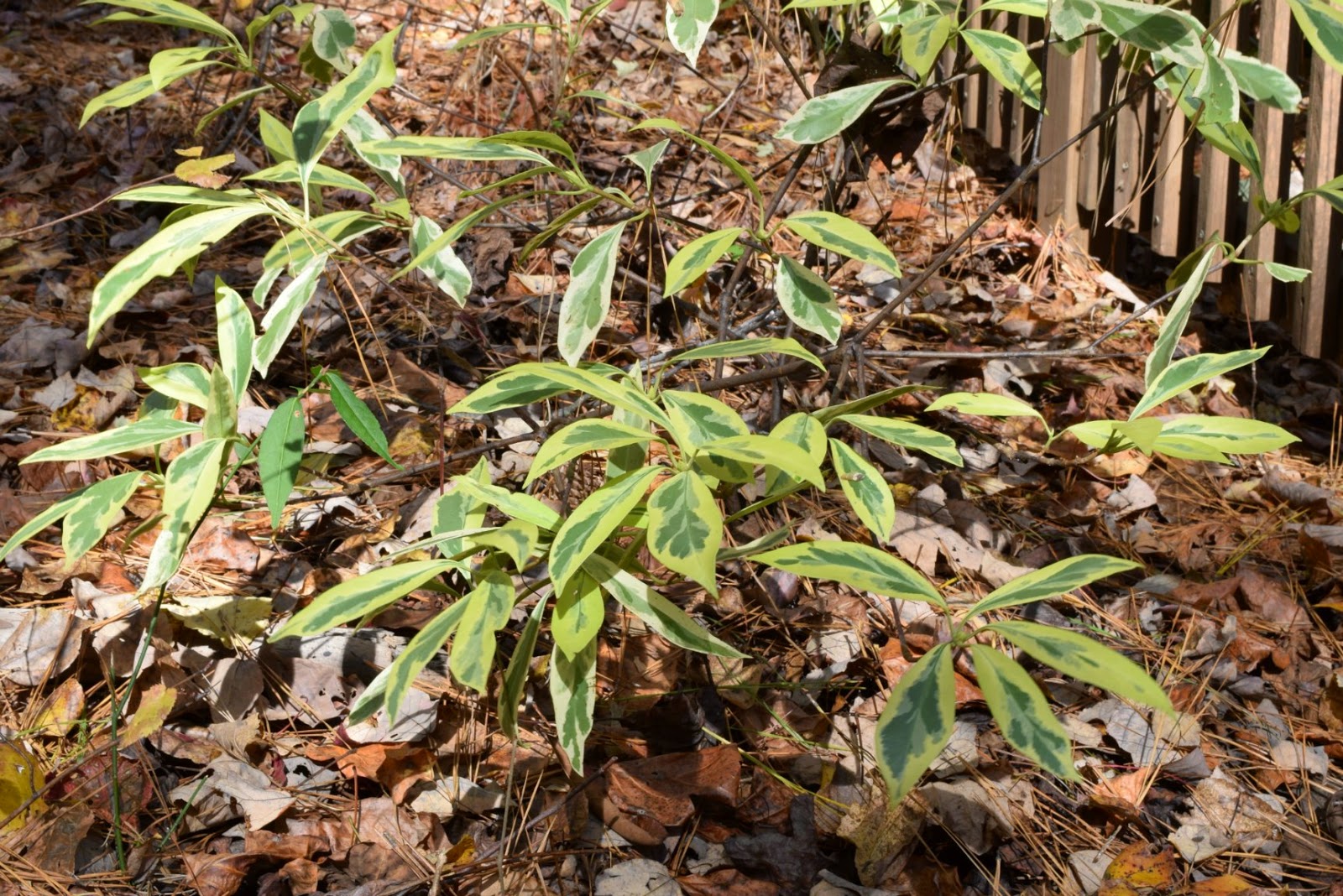 Using Georgia Native Plants April 2019